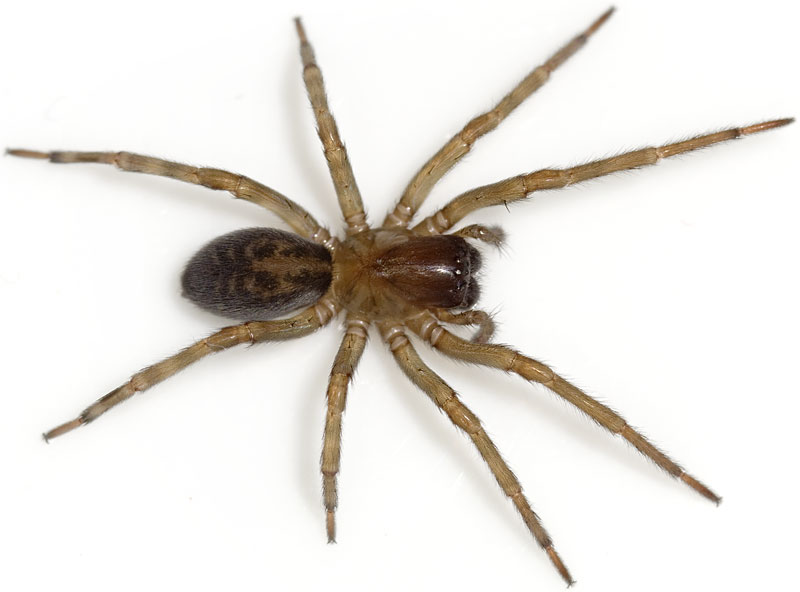 Datei:Ferox Weimar 08-07 04.jpg