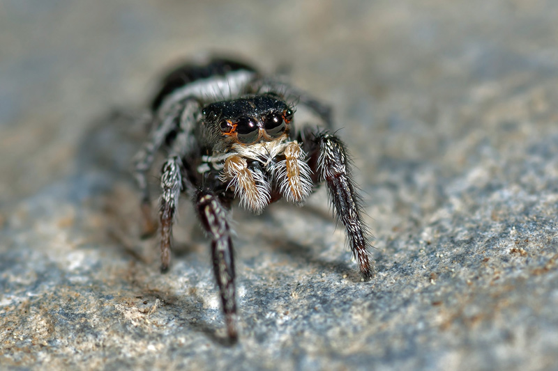 Datei:Pellenes 20110525 0061.jpg