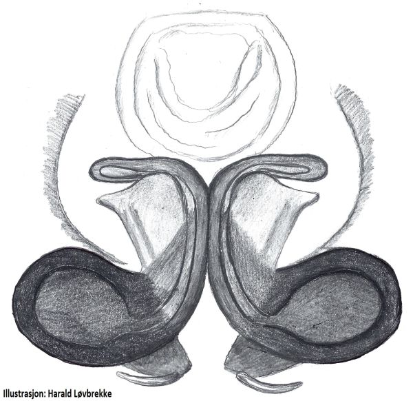 Datei:Gnaphosa orites vulva do HLovbrekke.jpg