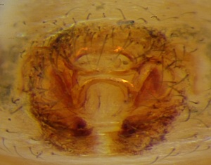 Datei:Ozyptila brevipes 17-05-2014 Reeke f Epigyne.jpg