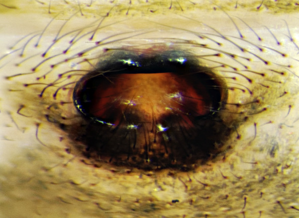 Datei:Parasteatoda tepidariorum Epigyne ml 16.09.12 Syn Sarlhusen Krs Steinburg.jpg