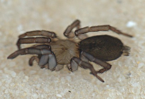 Datei:Haplodrassus soerenseni f-09.05.10-12-6-(400).jpg