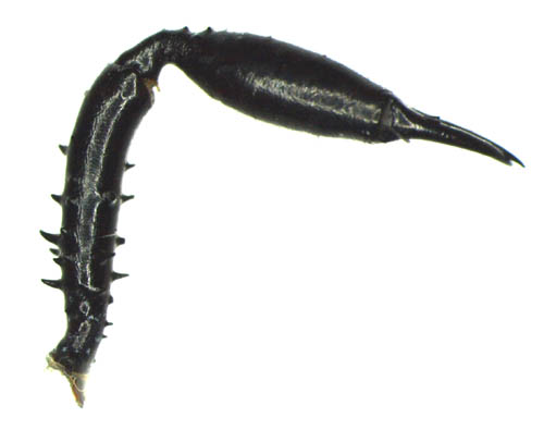 Datei:Ischyropsalis manicata 4 Bezdecka.jpg