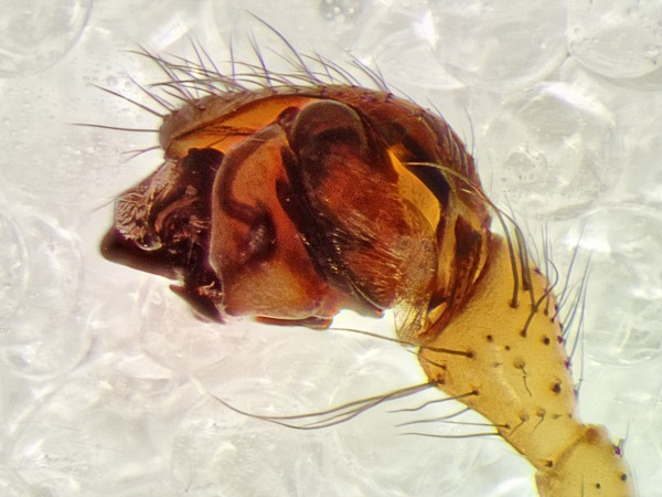 Datei:Neriene emphana Bliestorfer Heide 06082015 m PL.jpg