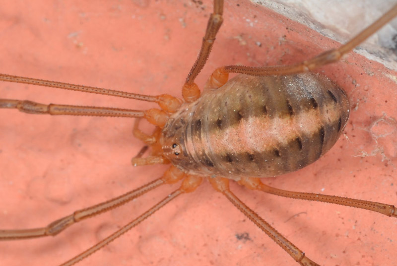 Datei:Opilio canestrinii f Canu.jpg