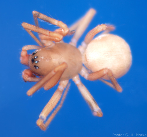 Datei:Porrhomma pallidum m habitus GHMorka.jpg