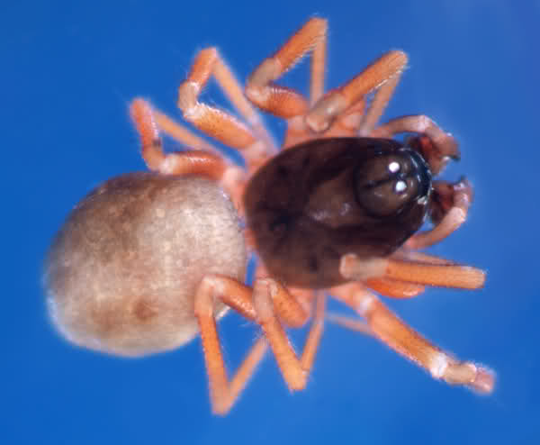 Datei:Thyreosthenius parasiticus m do GHMorka.jpg