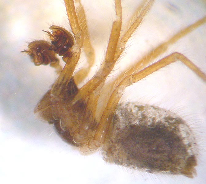 Datei:Lasiargus hirsutus altesAlkoholpräparat 1 AStaudt Box.jpg