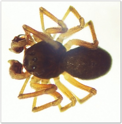 Datei:Araeoncus crassiceps m 1,6mm dorsal Sumpf MFarlund.jpg