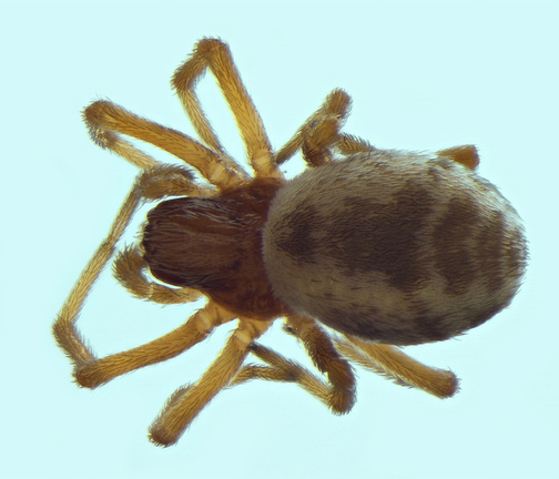 Datei:Dictyna kosiorowiczi w do 2,36mm Salin-de-Badon Frankreich POger.jpg