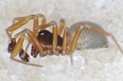 Dicymbium tibiale m lat.jpg