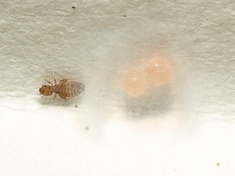 Datei:Oonops domesticus kokon imHaus Göttingen CLemburg.jpg