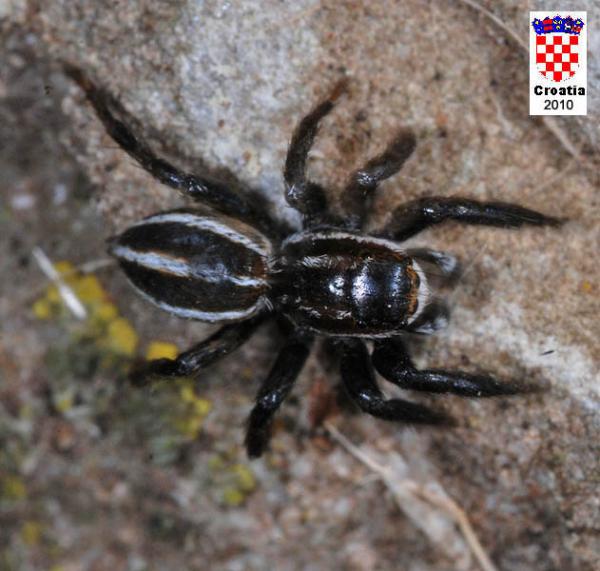 Datei:Phlegra bresnieri male NI4558.jpg