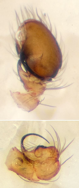 Datei:Pusilla Alperstedt 08-03 04 Pedipalpus.jpg