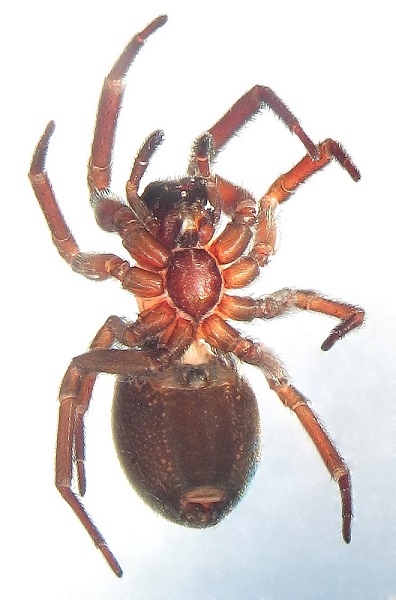 Datei:Titanoeca schineri w ve NeusiedlerSee WOertel.jpg