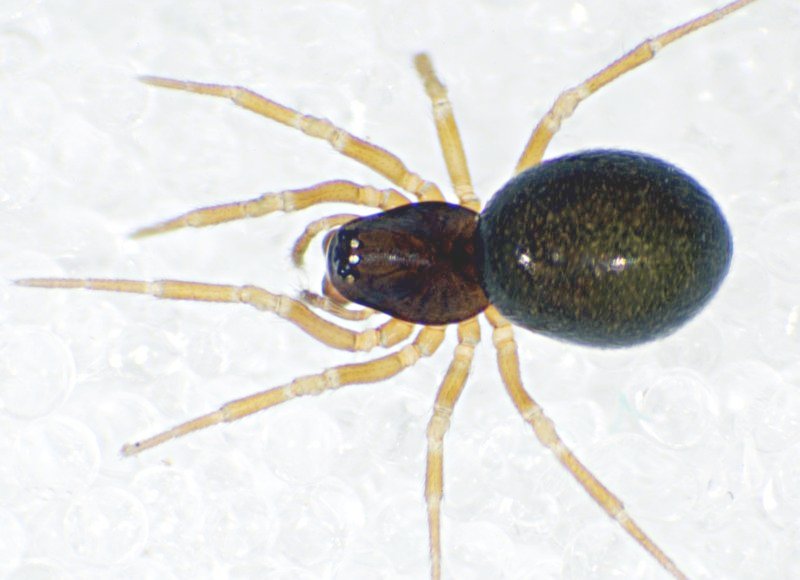 Datei:Troxochrus scabriculus 18.09.11-458-4 f dorsal.jpg