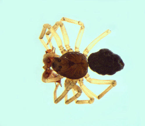 Datei:Araeoncus discedens m do 1,81mm unterSteinSeenähe Kantabrien PicosDeEurope 1900m 10Jul85 Poger.jpg