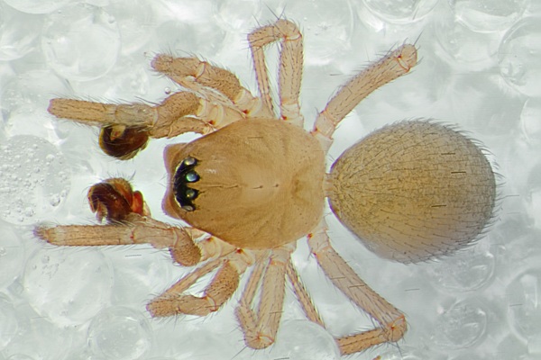 Datei:Asthenargus paganus 2014-04-06 Bliestorfer Heide m dorsal.jpg