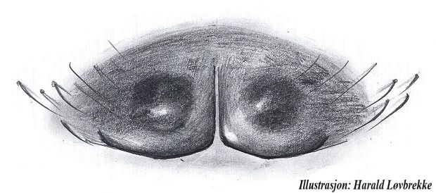 Datei:Erigonella ignobilis epigyn HLovbrekke.jpg