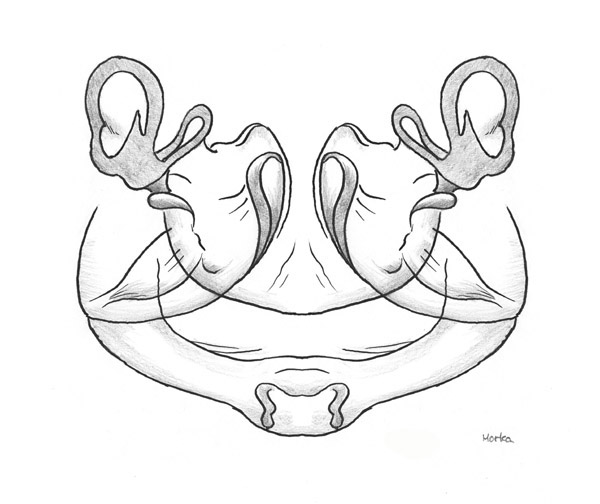 Datei:Erigone svenssoni vulva illustrasjon 600px GHMorka.jpg