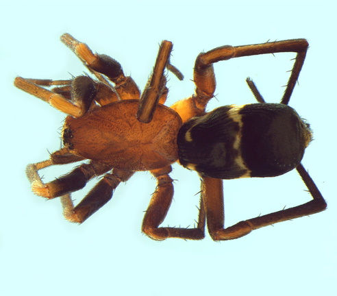 Datei:Micaria albovittata w do 4,85mm unterStein BeaulieuSurLayon FR 29Mai14 POger.jpg