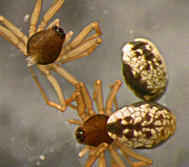 Datei:Mughiphantes suffus w dorsal 12.081 AFjellberg.jpg