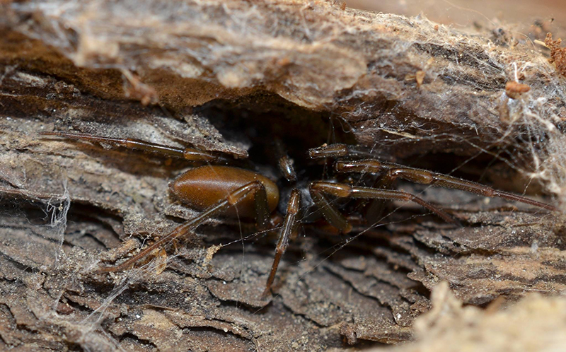 Datei:Dasumia carpatica1.jpg