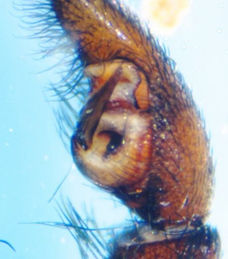 Datei:Pardosa fulvipes m pp1 5mm Skåbu Juli15 BAadland.jpg
