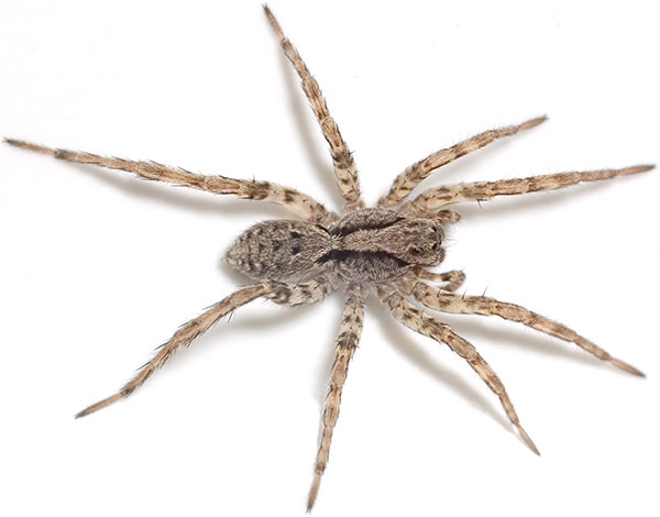 Datei:Inquilina cf Reinstaedt 07-09 01.jpg