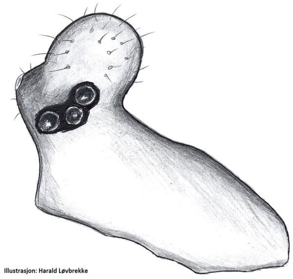 Datei:Minicia marginella hab male HLovbrekke.jpg