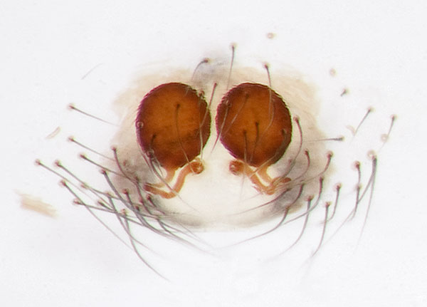 Datei:Theridion-betteni Geierfelsen-5330 14-05 01-Epigine.jpg