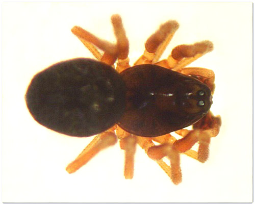 Datei:Thyreosthenius paraciticus m 1,6mm MFarlund.jpg