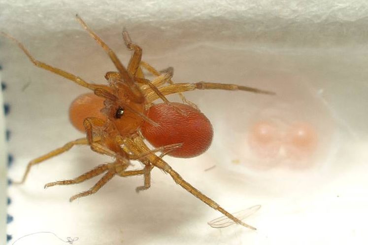 Datei:26 Oonops domesticus Paarung auf Kokon P9229674.jpg