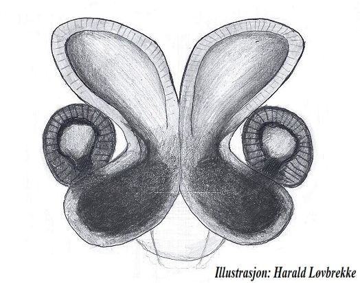 Datei:Drepanotylus uncatus vulva dorsalt HLovbrekke.jpg