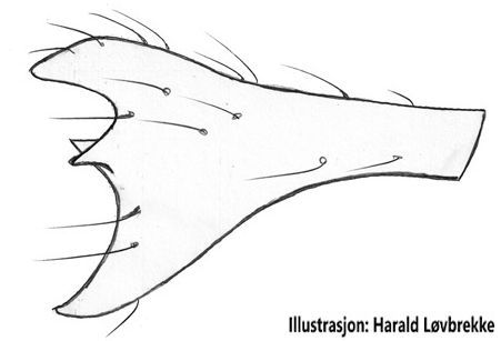 Datei:Erigone longipalpis palpal tibia retrolateral HLovbrekke.jpg