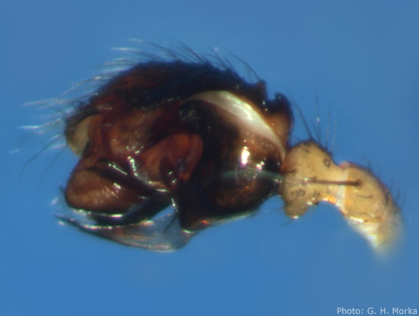 Datei:Abiskoa abiskoensis palp lat GHMorka.jpg