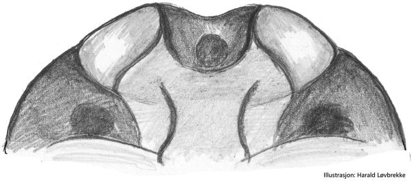 Datei:Agyneta nigripes epigyne bakfra 3 HLovbrekke.jpg