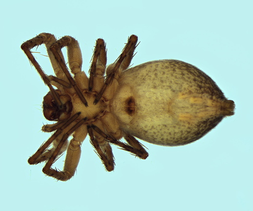 Datei:Anyphaena alboirrorata w ve 6,7mm Frankreich POger.jpg