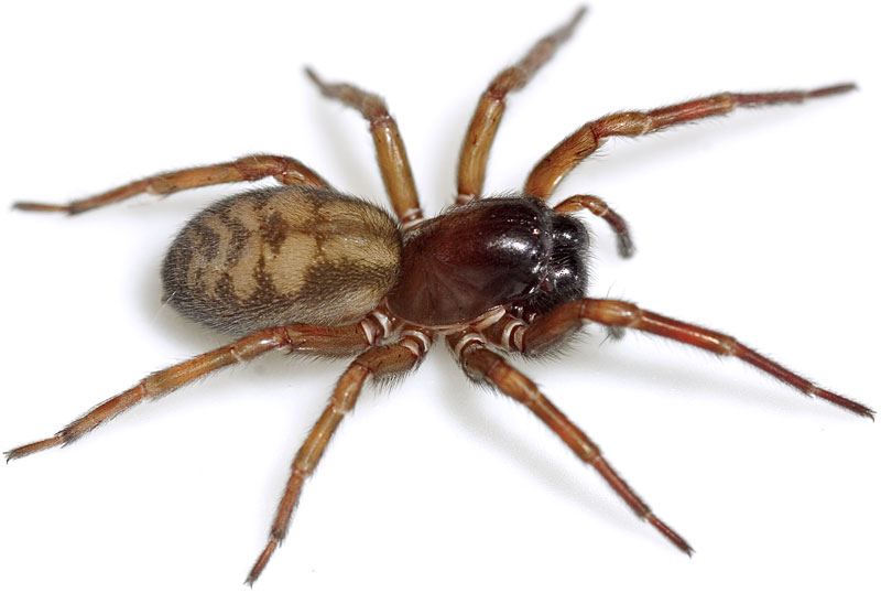 Datei:Claustrarius Dammbachsgrund 07-12 07-W3.jpg