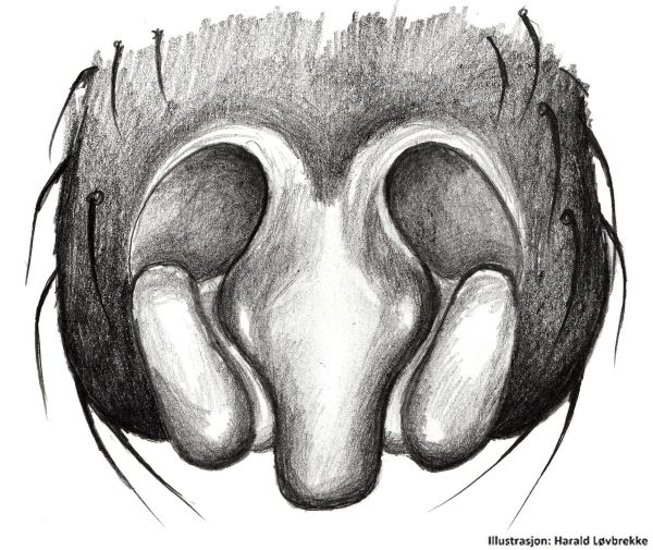 Datei:Decipiphantes decipiens epigyn2 HLovbrekke.jpg