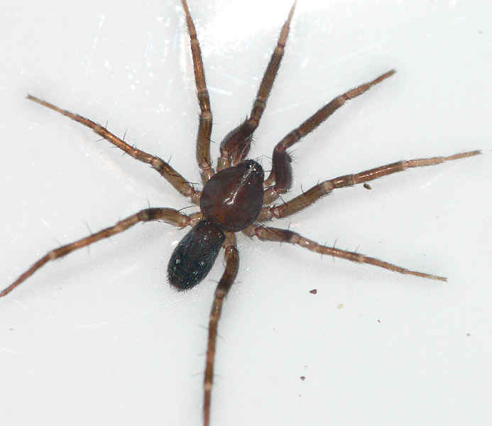 Datei:Apostenus fuscus 15 1024.jpg