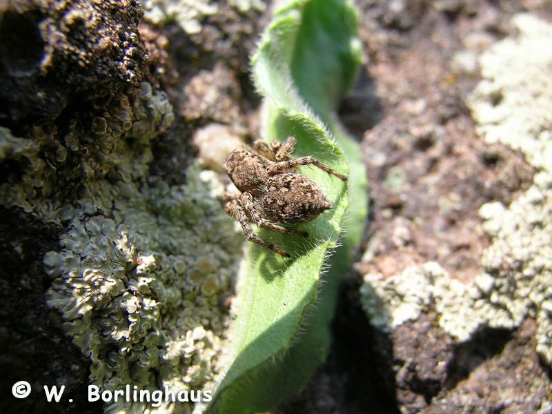 Datei:Asianellus festivus 5 1024.jpg