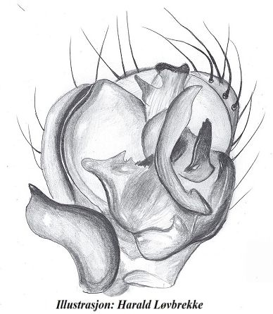 Datei:Centromerus incilium re palp ventral HLovbrekke.jpg