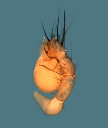 Datei:Leptoneta paroculus m pp1 GeroellHeidelbeergebiet Betpouey FR POger.jpg