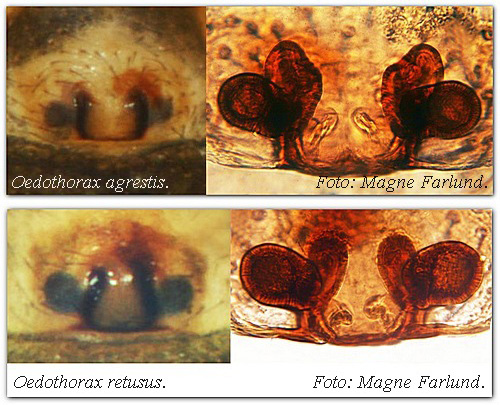 Datei:Oedothorax retusus vs O agrestis foto epigyn vulva MFarlund.jpg