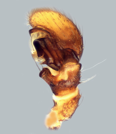 Datei:Ozyptila furcula m pp1 2,84mm Bodenfalle-6.1 Villeneuve-les-Maguelone FR 10Jun11 POger.jpg