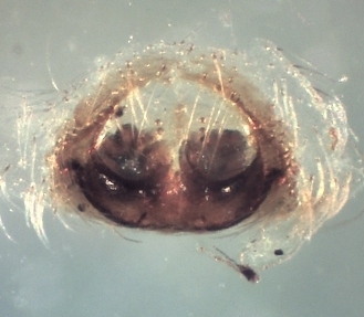 Datei:Evarcha michailovi vulva ve Heide Bodenfalle Sallandse heuvelrug Juni2011 01 800 JVogels.jpg