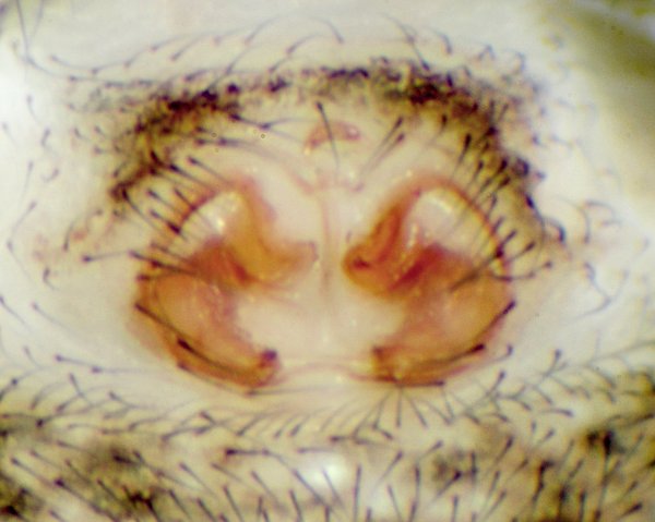 Datei:Ozyptila praticola f 21.08.11-494-3 dorsal Epigyne 3.jpg