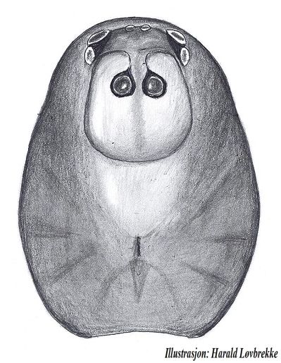 Datei:Thyreosthenius parasiticus m Prosoma HLovbrekke.jpg