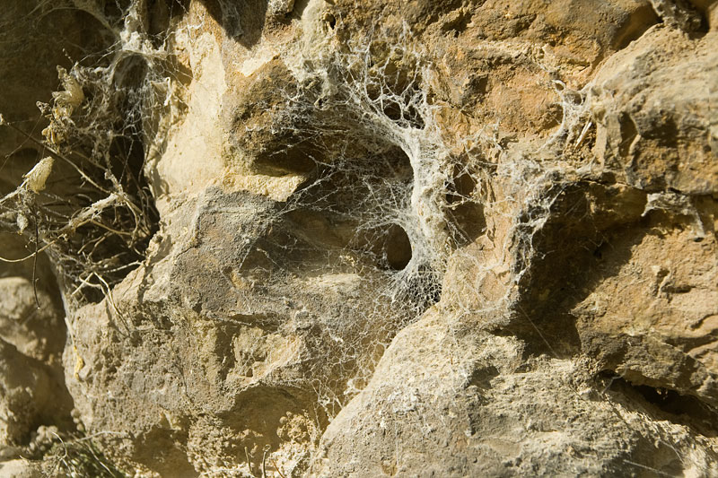 Datei:Filistata-Wand GR-Perama 10-05 04.jpg